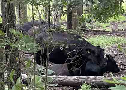 Davie Disc Golf Course Cows