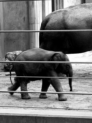 Baby elephant and larger elephant.