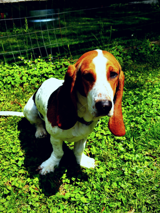 Hazel basset hound