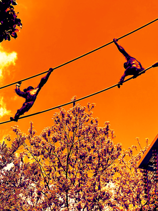 Two orangutans climbing on a rope